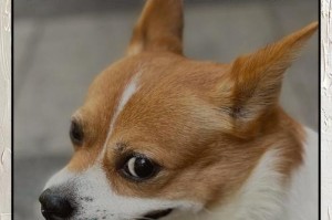 新来的狗狗适应需要多久？（新狗狗适应期的关键因素是什么？）