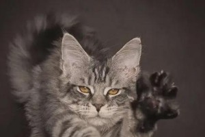 探索宠物猫中最大体型的品种（揭秘胖嘟嘟猫的神秘身影）