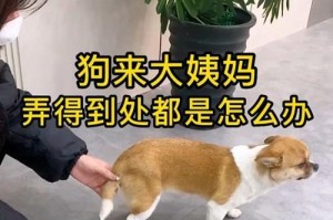 狗的生理周期（揭秘狗狗大姨妈）
