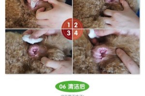 如何处理狗狗耳螨？（清理狗狗耳朵的正确方法及频率）