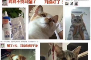 如何正确清理狗狗耳朵？（选择合适的耳部清洁产品来照顾你的爱宠）