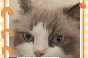 小猫的排便习惯（探讨小猫的排便频率和健康指标）