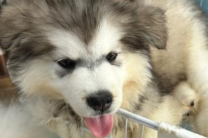 金毛狗狗的正常食量是多少？（如何计算金毛狗狗的食量？）