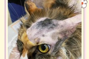 猫得了疥螨误以猫癣治疗，结果越治越严重！（区分疥螨与猫癣的方法及预防措施）