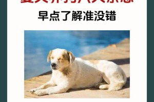 养狗禁忌与不能做的事（保证养狗幸福健康的15个重要规则）