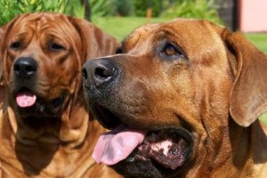 霸者归来（揭秘6种猛犬，藏獒登顶挑战野狼的胜者！）