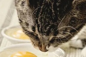 猫咪的饮食可不可以加入生鸡蛋？（探究猫咪对生鸡蛋的消化能力及适宜饮食方式）