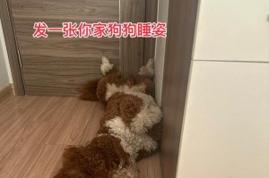 三个月的泰迪幼犬一天需要睡多久？（探究泰迪幼犬睡眠需求的关键因素及如何合理安排其睡眠时间）