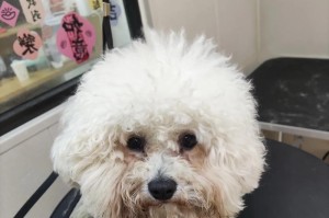 比熊需要多久修一次毛？（毛发修剪频率及技巧）