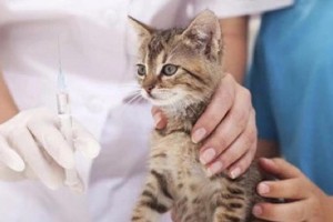 猫的疫苗保护（猫疫苗的种类及注意事项）