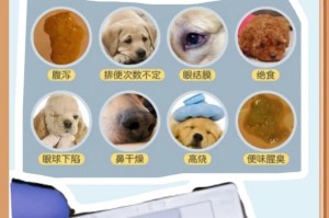 小狗感染细小的症状及处理方法（了解小狗细小感染的迹象，保护你的宠物）