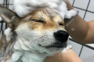 萨摩幼犬洗澡频率及注意事项（养萨摩幼犬不得不知的洗澡小窍门）