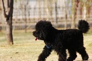 给小黑狗起什么名字好？（寻找与小黑狗相得益彰的名字）