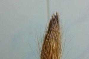 毛的过去和现在（重返过去，重新审视毛的历史）
