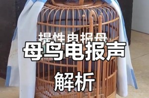 放生笼鸟的意义与影响（探究野生鸟与笼养鸟的生活差异及放生的意义和效果）