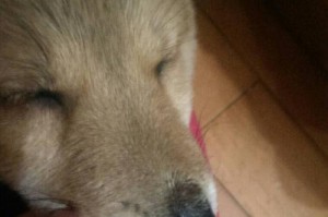 狗狗鼻子湿润的原因与意义（揭秘狗狗鼻子湿润的奥秘及其重要性）