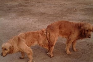 金毛寻回犬的繁殖与配种（了解金毛配种的重要注意事项，培养健康的后代）
