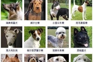 世界上最昂贵的犬种大揭秘（探索豪华犬类世界，从价值到品种，一窥犬迷们的奢华选择）