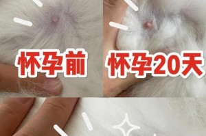 母猫的妊娠周期及生育时间（了解母猫的繁殖周期和产仔时间）
