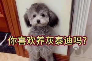 探寻巨型贵宾犬的魅力（为何如此受欢迎？探讨人们为何热衷于养巨型贵宾犬）