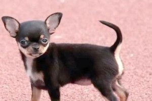 探索以梗类观赏犬的独特魅力（了解以梗类观赏犬的特点与品种多样性）