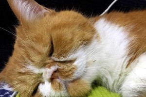 猫咪与人类的深厚情感纽带（探寻人与猫咪之间的默契与陪伴）