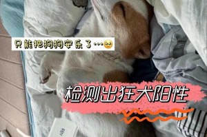 狗死后多久可以再养狗？（了解合适的时间间隔来继续养狗）