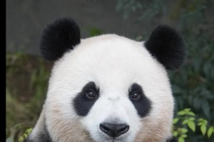 动物中谁会吐痰？（探究动物吐痰现象及其意义）