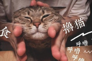 猫咪的呼噜声究竟意味着什么？（探秘猫咪呼噜声的背后，揭示它们内心的秘密）
