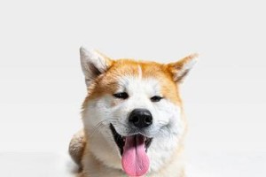 秋田犬7白（雪白色的秋田犬7白的特征与魅力）