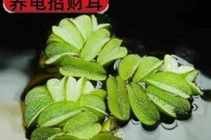 乌龟缸养什么植物最好？（选择适宜植物，打造完美乌龟缸生态环境）