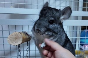 成年龙猫养熟需要多长时间？（了解龙猫的生活习性，合理抚养才能让它们更加亲近人类）