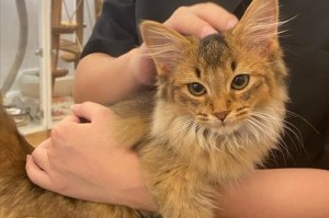 母猫容易得的病及预防措施（保护爱猫健康，做好疾病预防工作）