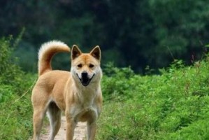 狗狗为何不拉屎？（探索狗狗排便问题的原因和解决方法）