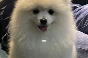 成年博美的换毛时机与方法（揭秘成年博美换毛的窍门，让你的宠物焕发新颜）