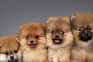揭秘博美犬的价格及影响因素（解析博美犬价格的6个关键因素，了解博美犬市场行情）