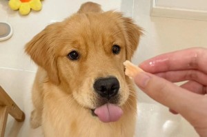 七个月金毛的饮食需求与健康