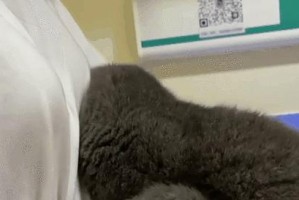 猫与弓形虫（了解弓形虫对猫和人类的健康影响及如何预防传播）