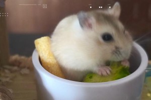 仓鼠的睡眠习惯揭秘（探寻仓鼠每天睡多久的奥秘）