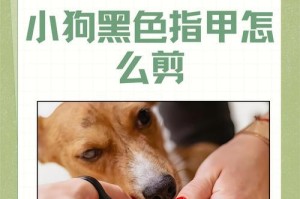 狗狗美容秘诀（了解你的爱宠——毛发的生长周期和保养方法）