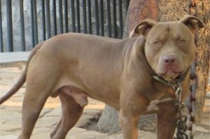如何挑选比特幼犬（喜欢比特幼犬的关键要素）