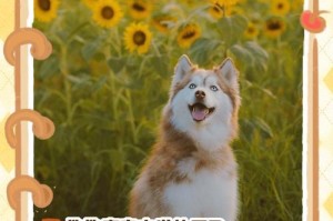 狗狗临死前为什么离家？（探索狗狗临死前离家的原因及其对主人的影响）