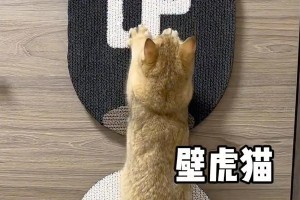 猫咪的抓爪癖好（揭秘猫咪喜欢抓什么的奥秘）