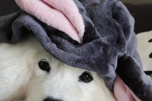 萨摩耶犬的换毛时间（探秘萨摩耶犬换毛周期及护理技巧）
