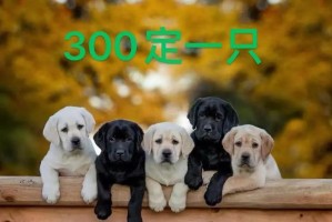 拉布拉多狗粮泡水时间的选择（合理泡水时间让拉布拉多更健康）