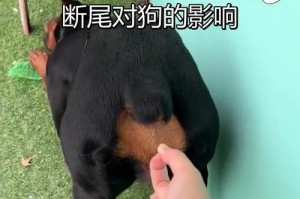 天生断尾的狗的品种及特点（探索天生断尾狗的多样性与独特性）