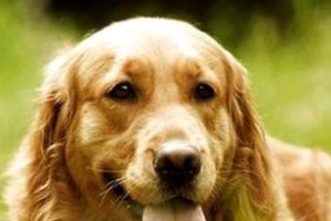 平毛寻回犬和金毛犬，哪个更贵？（比较两种犬种的价格、特点和市场需求，帮助您做出明智选择）