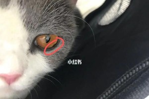 猫眼睛何时脱膜？（探寻猫眼睛脱膜的奥秘）