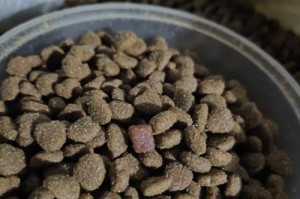 泰迪狗粮摄入量及胃口探究（揭秘泰迪每月狗粮摄入量和食欲变化，）