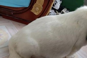 狗腹水的治疗药物及方法（探索有效药物治疗狗腹水的关键）